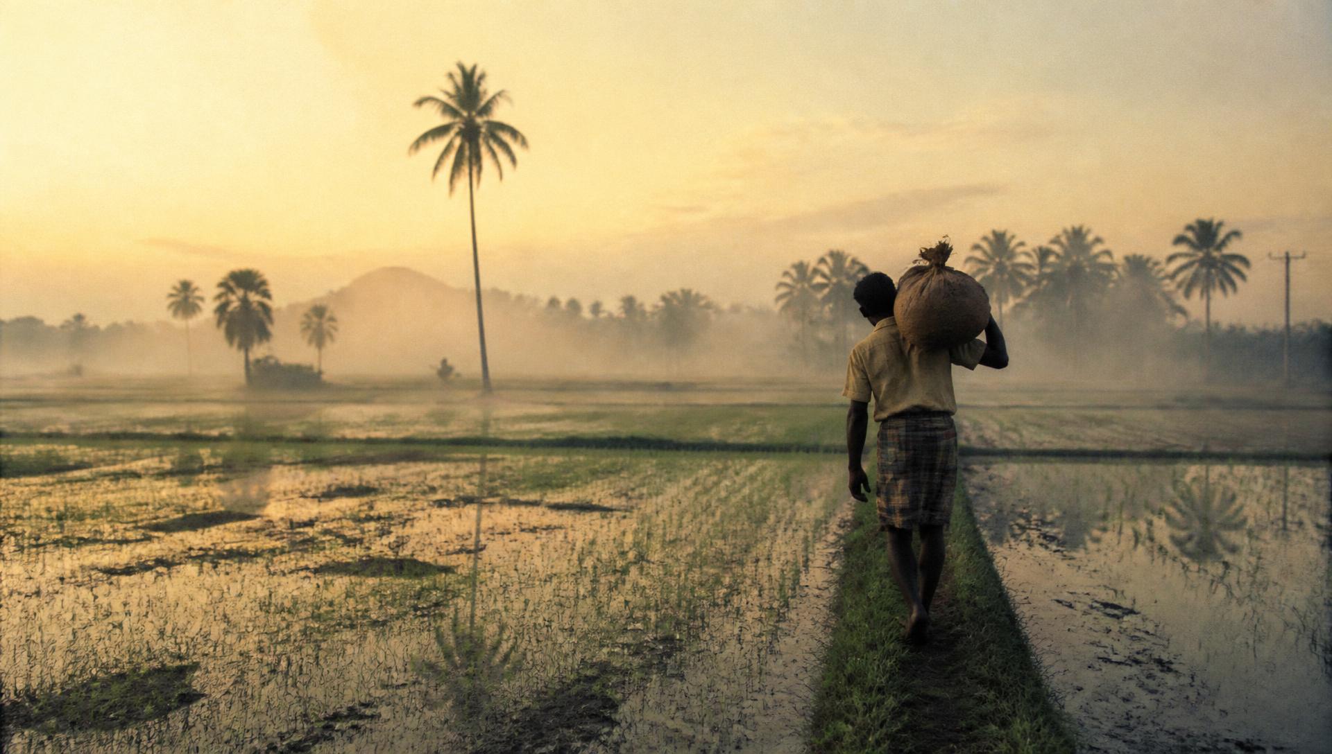 A farmer walking a paddy bund at dawn in rural Sri Lanka